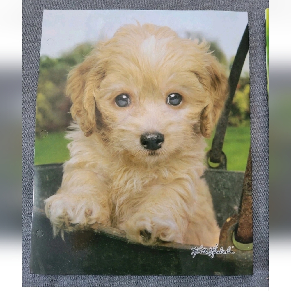 NEW Vintage Keith Kimberlin Maltipoo Dogs Class Act School Laminate Folder 90s